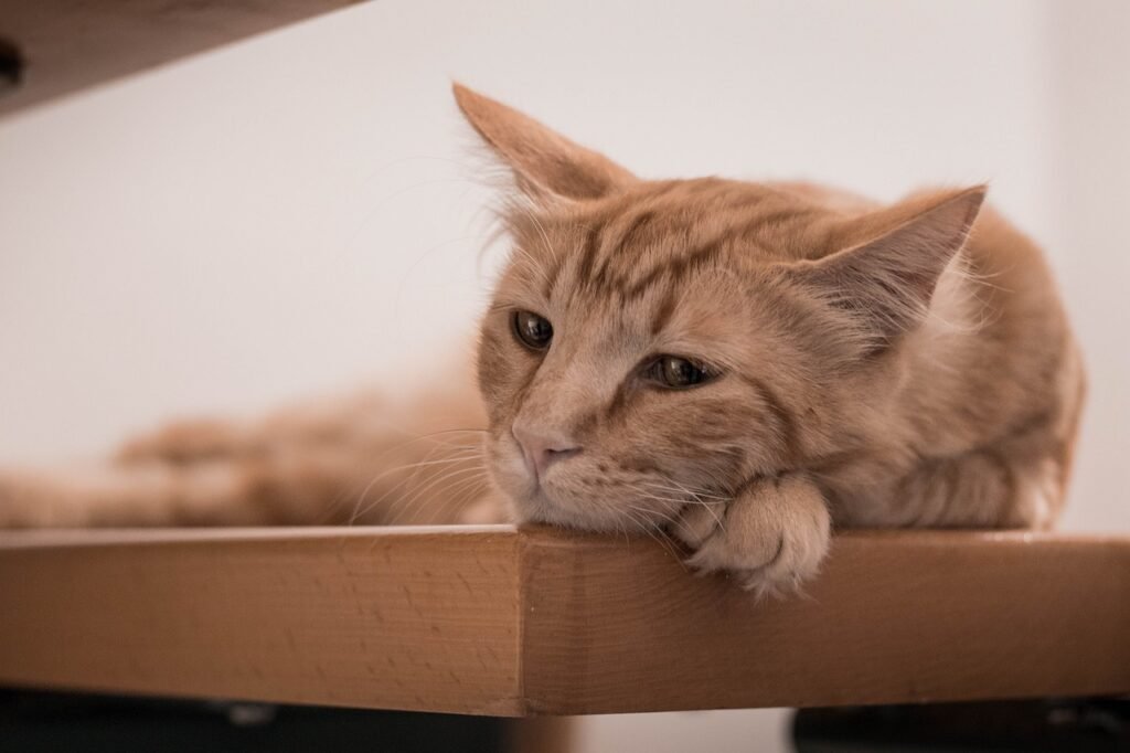 Cat in the Chrysalis: Unveiling the Mystery
