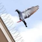 Keep Your Property Beautiful: Dubai’s Bird Spike Installations