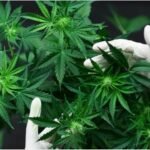 What Is a THC Drug Test