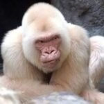 Albino-Monkey.net Travel Archives: A Treasure Trove of Unique Travel