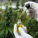 who sells acapulco gold marijuana strain in missoula