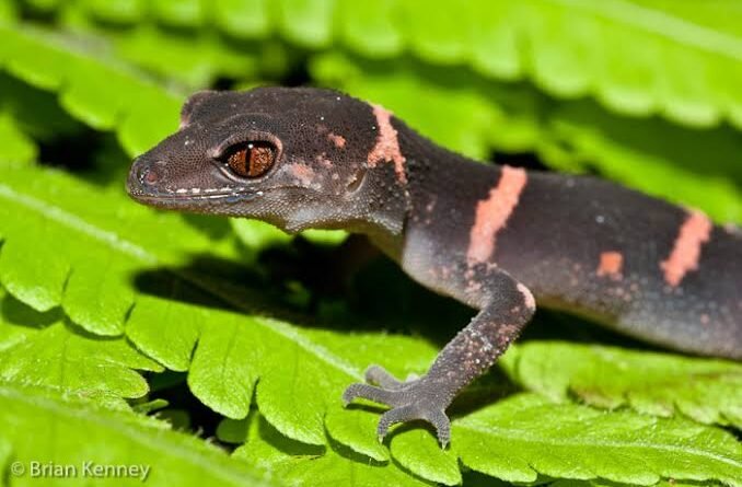 kuroiwa ground gecko description size